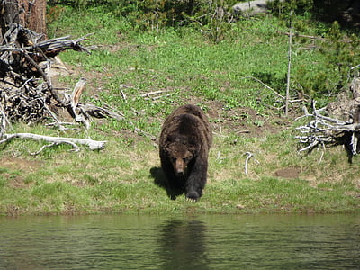 oso de, Grizzly, paisaje, animal, flora y fauna, salvaje, Zoología