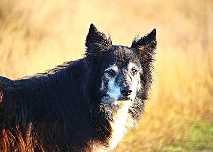 hond, Collie, grens, herdershond, Bordercollie, rasechte hond, Britse herdershond