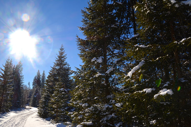 forest, trees, snow, winter, nature, sky