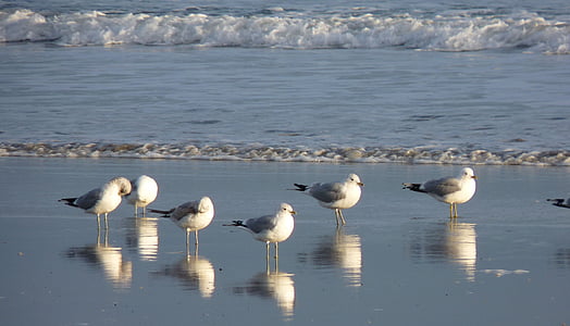 sea, gulls, mirroring, bird, seevogel, water bird, animal