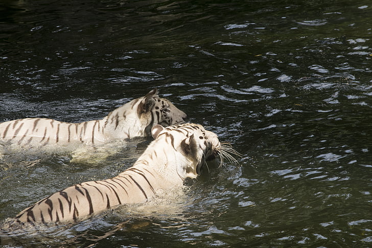Baltieji tigrai, tigrai, katės, kačių, gyvūnai, plaukimo baseinas, vandens