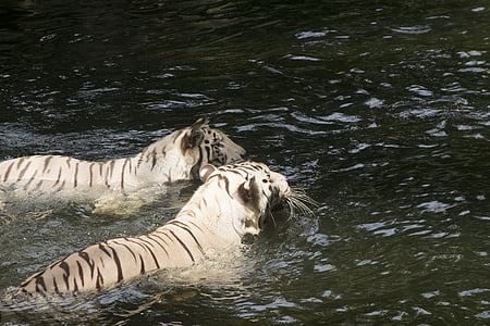 white tigers, tigers, cats, felines, animals, swimming, water