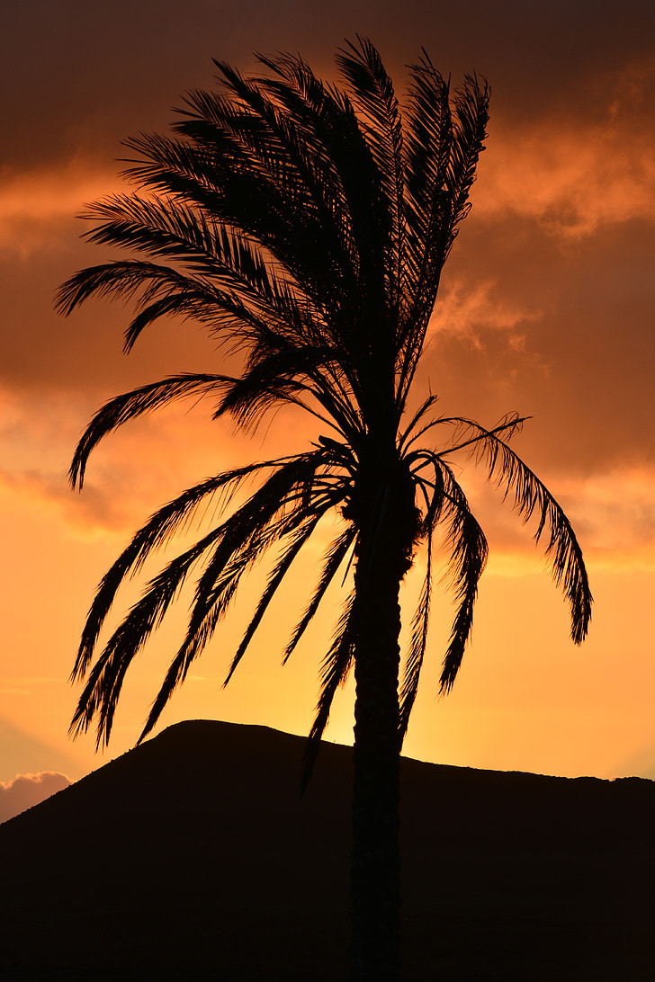 palm tree, nature, sunset, leaves, colors, tree, atmosphere