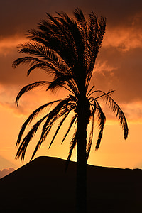 Palma, priroda, zalazak sunca, lišće, boje, drvo, atmosfera