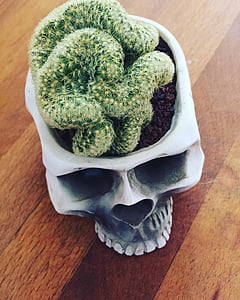 brain, cactus, skull, indoors, wood - material, food and drink, studio shot