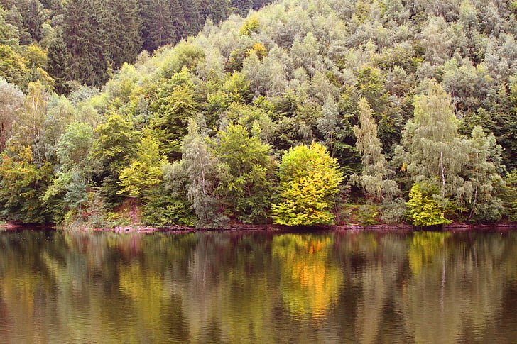 hösten, falla lövverk, gyllene höst, lämnar, blad i höst, skogen, färgglada