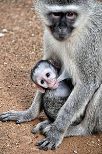 Grivet aap, Zuid-Afrika, Kruger park, zak, moeder, borstvoeding, baby