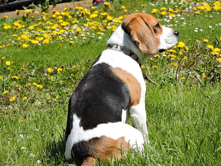 pes, Beagle, pomlad, Regrat, narave, vrt, živali