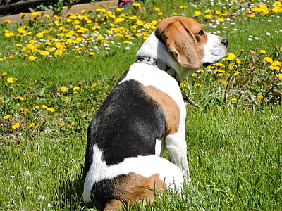 pes, Beagle, jaro, Pampeliška, Příroda, zahrada, zvíře