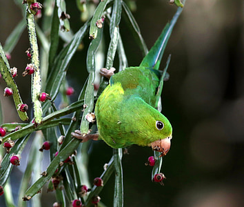 parakeet, green, food, feeding, looking, natural habitat, brazilian bird