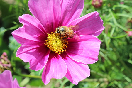 ดอกไม้, ดอก, บาน, ผึ้ง, ธรรมชาติ, สีม่วง, สีชมพู