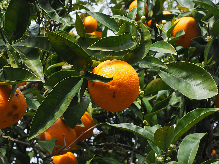 pomarańczowy, owoce, pomarańczowe drzewa, owoców cytrusowych, drzewo, barwinek, owoców cytrusowych