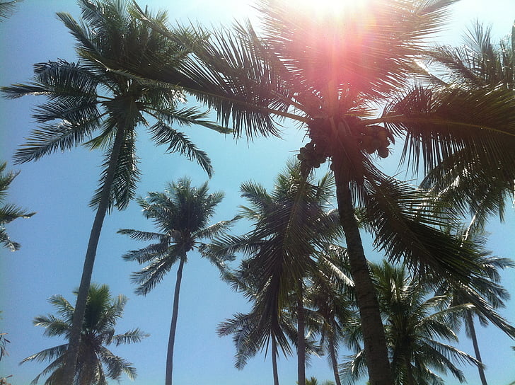 árboles de Palma, Playa, Tailandia, Mar del sur
