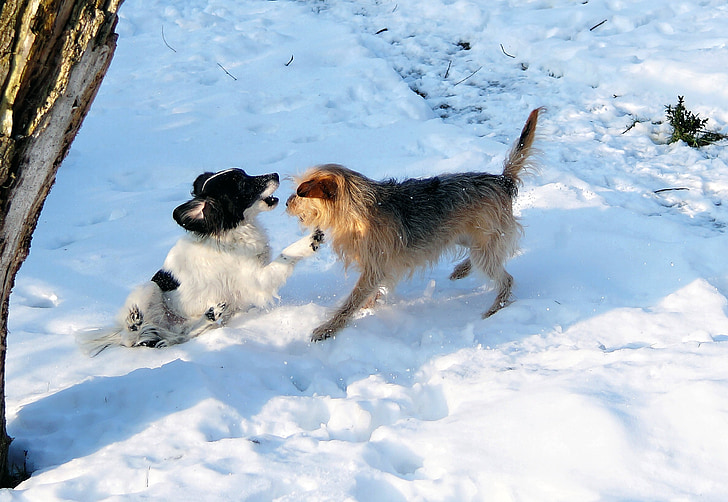 hunde, spille, sne, sjov, boltre, haven, hvid