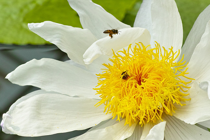 โลตัส, ผึ้ง, สีเหลือง, ฟลอรา, แมลง, ดอกไม้, ธรรมชาติ
