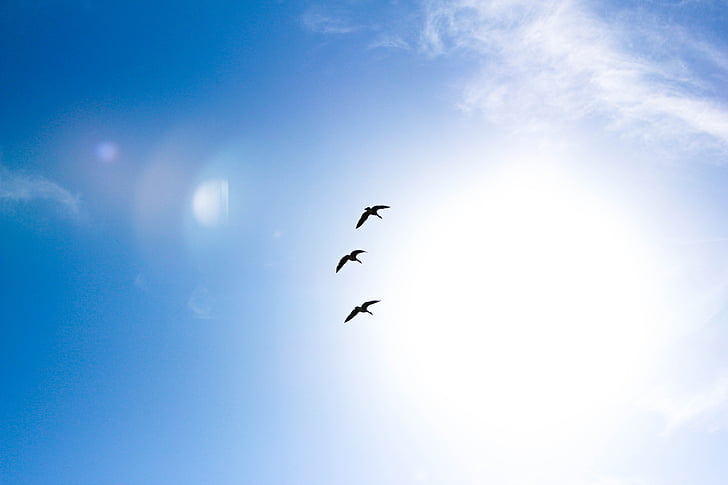 dieren, vogel, vogels, blauwe hemel, wissen van de hemel, vreedzame, vliegen