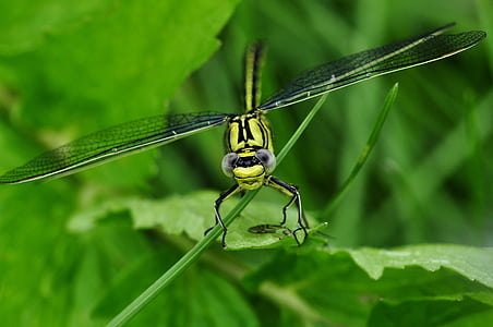 Dragonfly, macro, insect, water, Lake, roofzuchtig insecten, geel