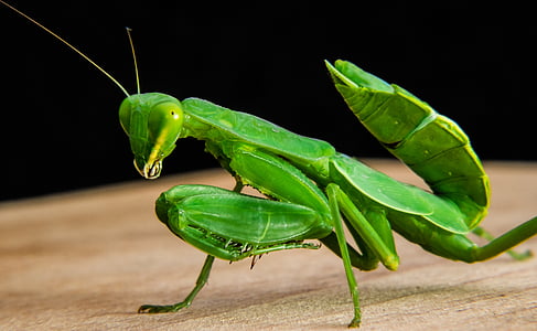 Câu cá locust, màu xanh lá cây, đóng, Praying mantis, côn trùng, động vật, Thiên nhiên