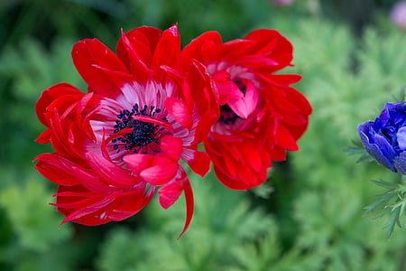 anemone, red, red anemone, flower, red flower, blossom, bloom