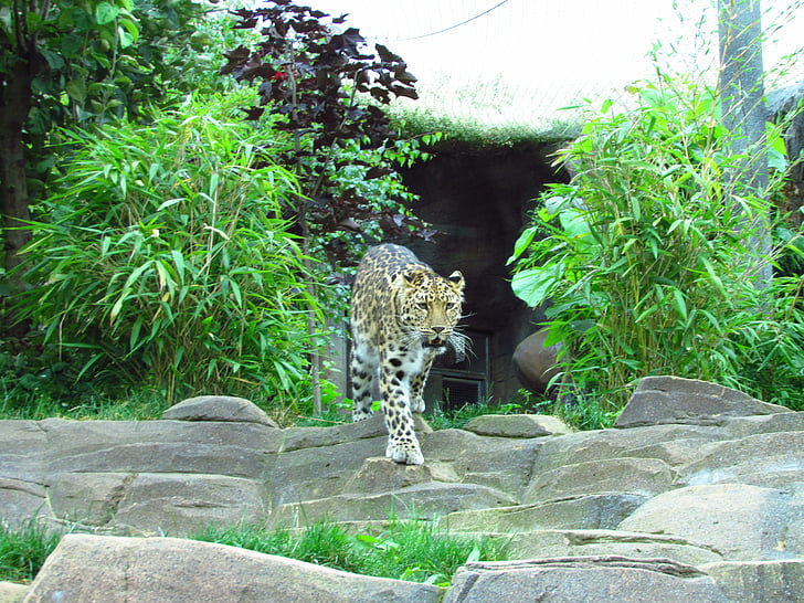 Lleopard, zoològic, taques, vida silvestre, gat, pelatge, Safari