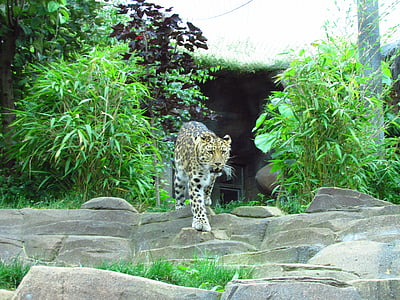Leopard, jardim zoológico, pontos, vida selvagem, gato, peles, safári