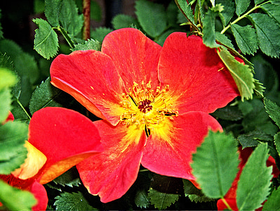 λουλούδι, κόκκινο, floral, άνοιξη, φύση, το καλοκαίρι, φύλλο