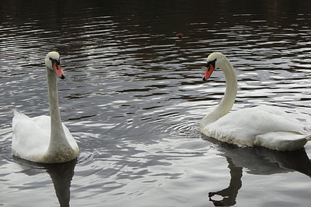 swan, swans, birds, love, couple, bird, nature