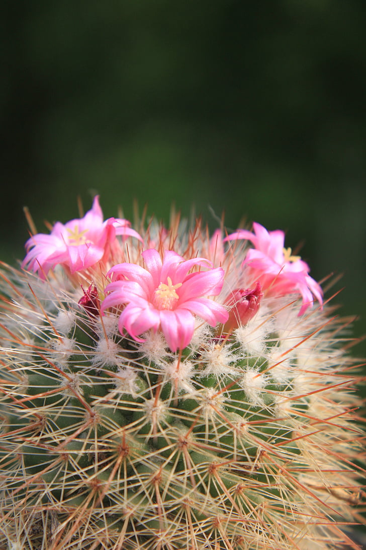 hermosa, cactus, cactus, flores, rosa, pequeño, plantas