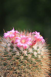 Vacker, kaktusar, Cactus, blommor, Rosa, liten, växter