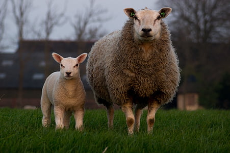 sheep, lamb, family, mother sheep, farm, animal, agriculture