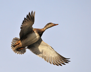 ördek, uçan, kalabalık tavuk, yaban hayatı, doğa, Uçuş, kuş