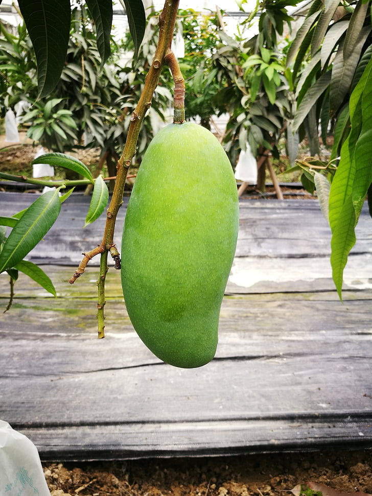 Azurová, Mango, ovoce, růst, tronical, zelená