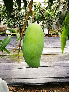 Cyan, Mangga, buah, pertumbuhan, tronical, hijau