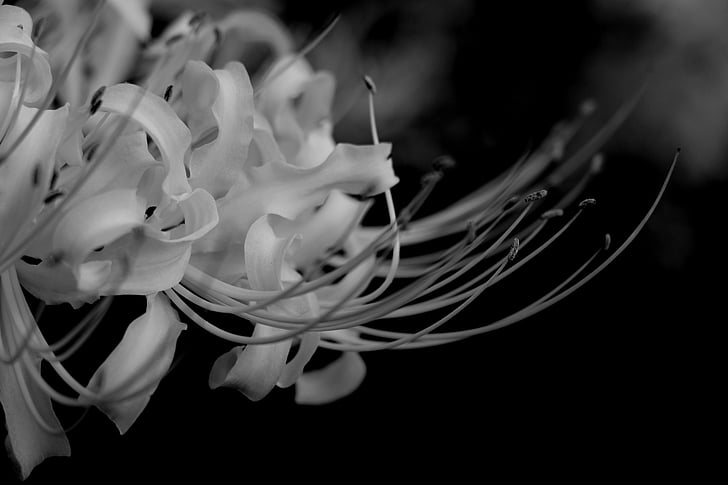 white flower, romantic, flowers, black white