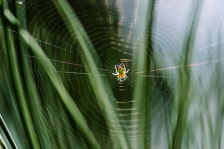 Spinnennetz, Spinne, Netzwerk, Insekt, Arachnid, Natur, Spinnennetz