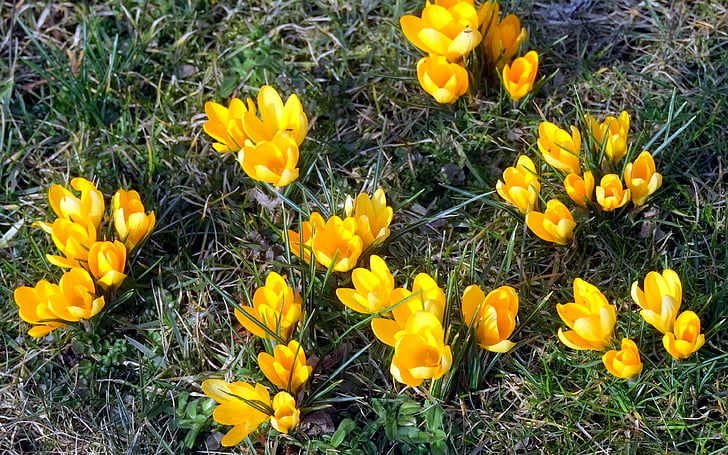 krokas, pavasarį, gėlės, frühlingsanfang, sodas