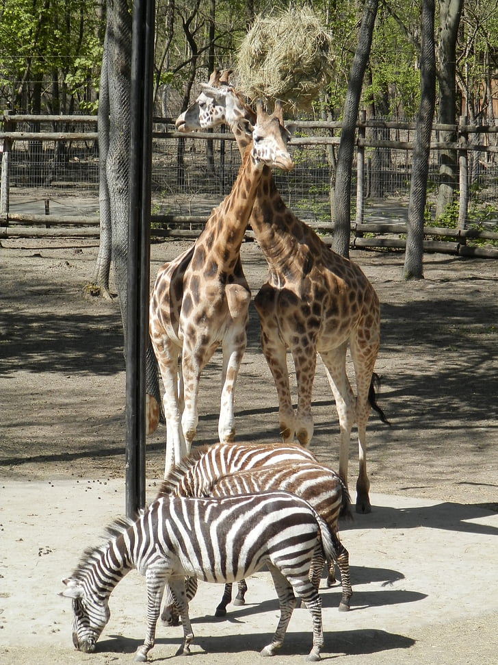 giraf, Zebra, dyr, Zoo, Afrika, Safari dyr, Wildlife