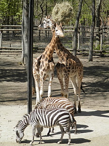 Giraffe, Zebra, dier, dierentuin, Afrika, Safari dieren, dieren in het wild