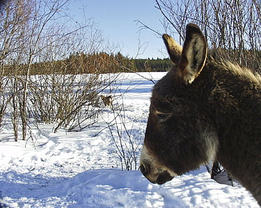 Donkey, mùa đông, tuyết, lạnh, động vật, động vật có vú, đầu