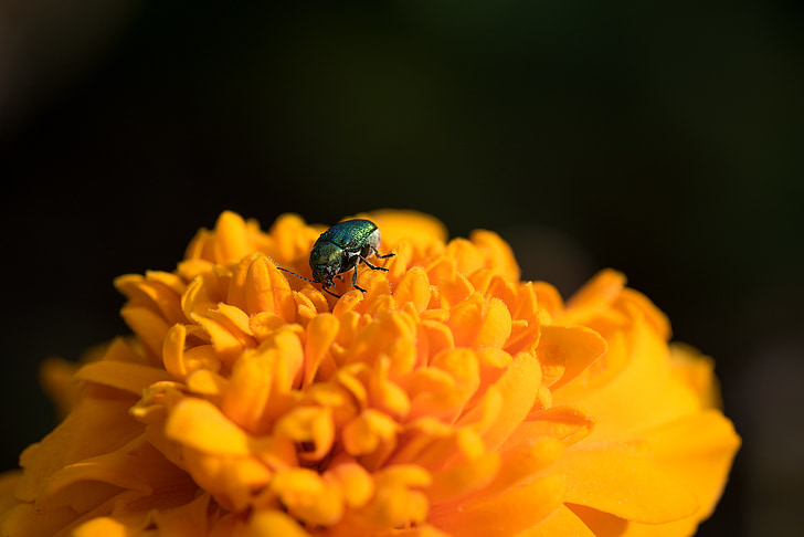 beetle, small beetle, black beetle, flower, orange flower, blossom, bloom