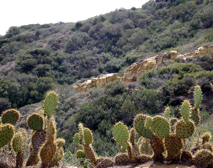 cactus, planta, verd, pics, espines, natura, escèniques