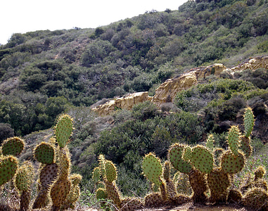 cactus, planta, verde, picos de, espinos, naturaleza, Scenic