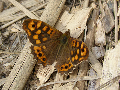 vlinder, maculada, vlinder muren, Pararge aegeria, Bruna bosc