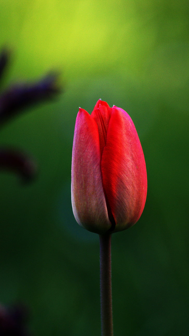 Tulipa, flor, vermell, natura, Tulipa vermell, verd, jardí
