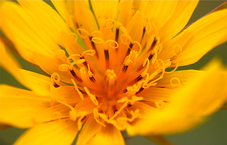 Κίτρινο, λουλούδι, μακροεντολή, φυτό