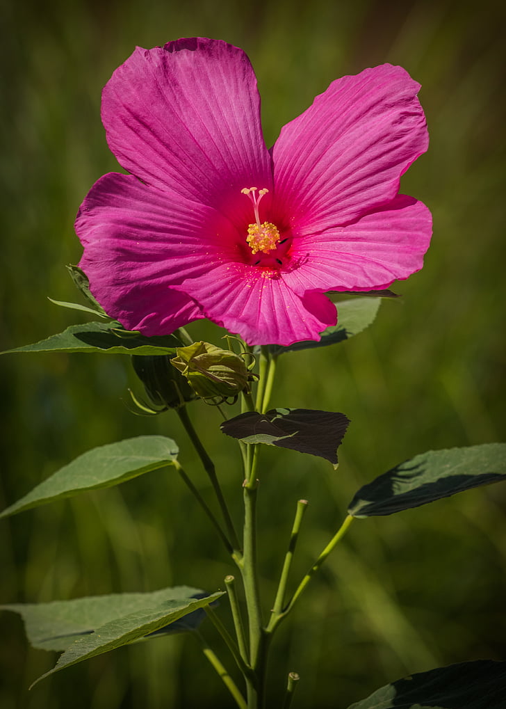 hibisco de pantano, rosa, flor, Hibiscus moscheutos, Hibiscus, planta, naturaleza