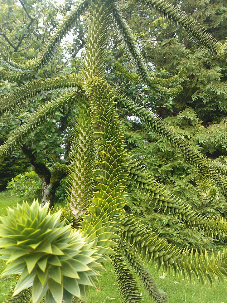 tree, nature, spiky, natural, green, outdoor, plant