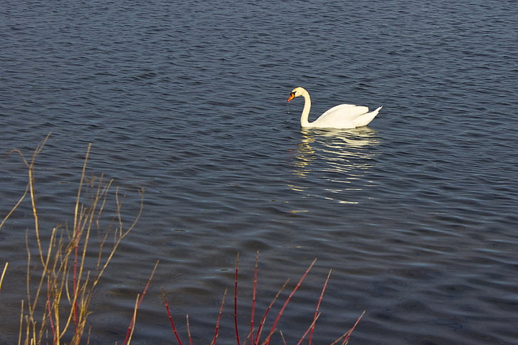 Swan, Danau, hewan, burung, alam, burung air, angsa putih