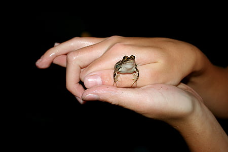 kikker, wormsalamanders, handen, kleine, Toad, dier, schattig