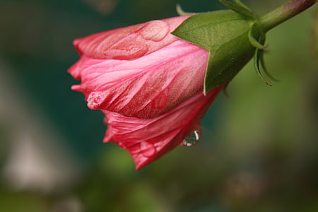 flower, bud, water, droplet, nature, blossom, summer